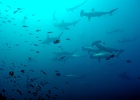 Malpelo - Feb