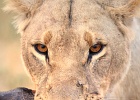 12  African lioness