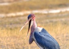 13  Marabou stork