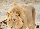 19  African lion