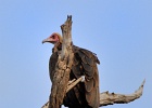 21  Hooded vulture