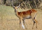 23  Red lechwe