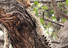 26  African leopard