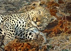 28  African leopard