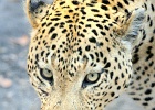30  African leopard