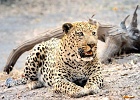 32  African leopard