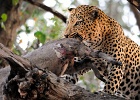 33  African leopard eating warthog