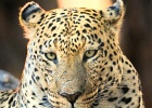 35  African leopard
