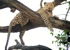 36  African leopard