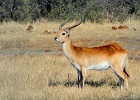 39  Red Lechwe