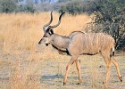 4  Kudu