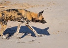 40  African wild dog