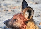41  African wild dog