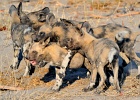 43  African wild dogs - pups