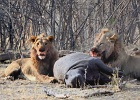 47  African lions eating a baby hyppopotamus