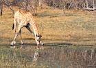 49  Angola giraffe