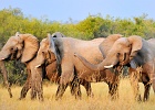 5  African elephants