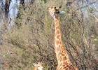 51  Angola giraffes
