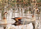 54  Egyptian gooses - couple