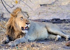 58  African lion