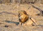 61  African lion