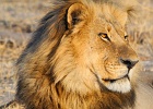 63  African lion