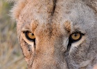 8  African lioness