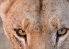 9  African lioness