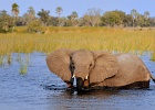 10  African elephant