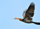 15  African darter
