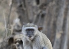 21  Vervet monkey