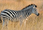25  Plain zebra