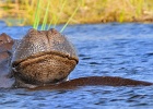 29  Hippopotamus