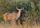 3  Kudu