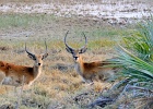 31  Red lechwes