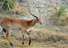 32  Red lechwe