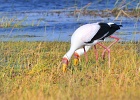 6  Yellow-billed storks