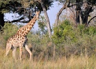 7  Angola giraffe
