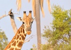 8  Angola giraffe